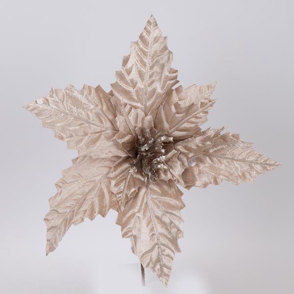 Flor de Pascua de Terciopelo, Color Champán, 37x24cm