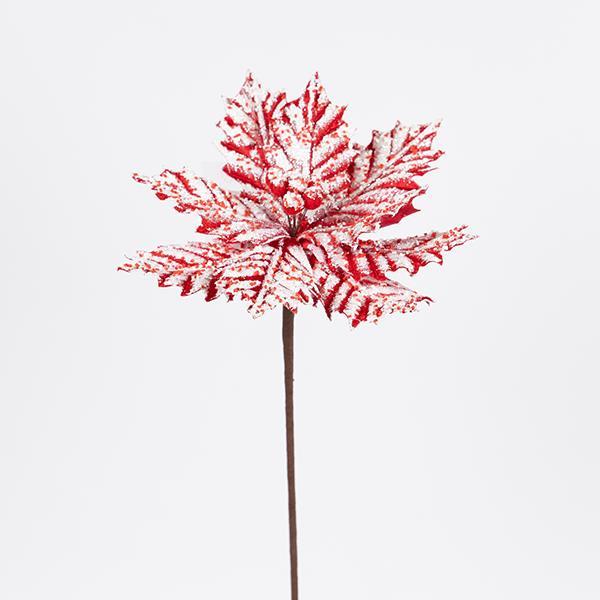 POINSETTIA, CARAMELO HELADO, 27X45CM