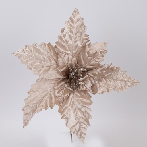 [600-46170] Flor de Pascua de Terciopelo, Color Champán, 37x24cm