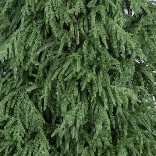 [600-30736] MONTEREY ABETO ÁRBOL, PE, 210CM